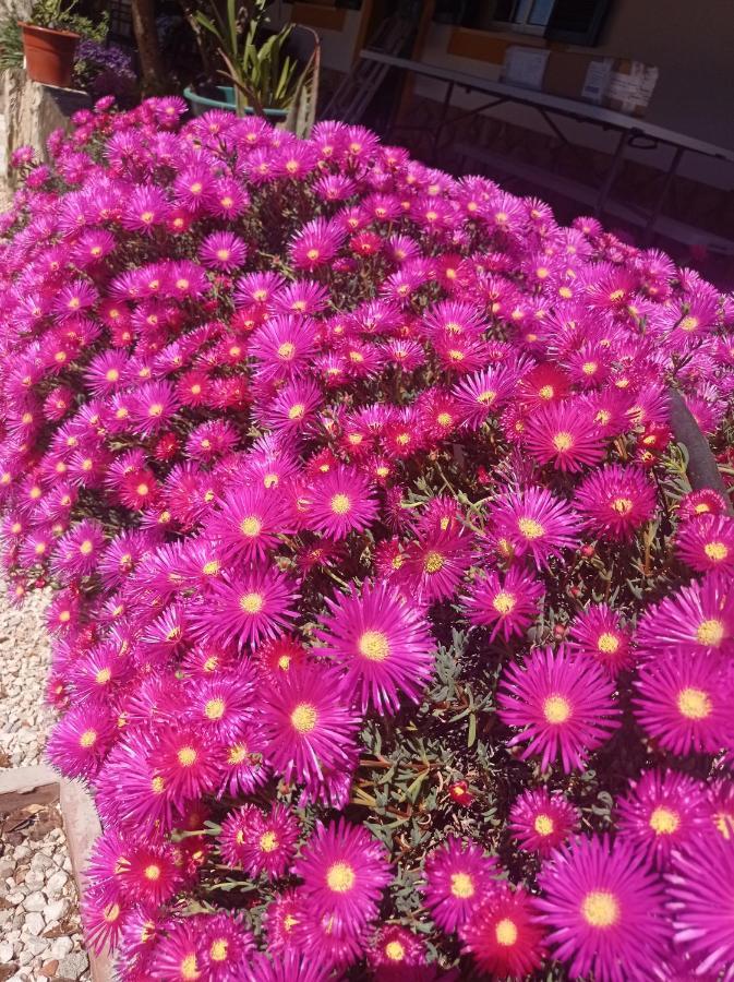 Quinta Das Hortensias I Quinta Do Sol Cruz do Campo エクステリア 写真